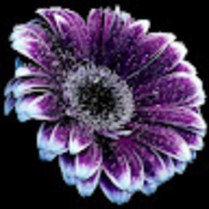 Meet your Posher, Pam